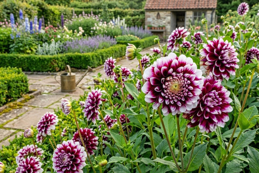 Dinner Plate Dahlia Bulb Tuber Clump - MYSTERY DAY - 8-10" Blooms - Dahlia pinnata Flowering Plant