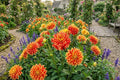 Dinnerplate Dahlia Bulb Tuber Clump Sun Explosion Large Flowers Perennial Dahlia pinnata