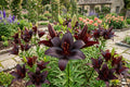 Nightrider Asiatic Lily Bulb – Live Perennial Flower, Lilium asiaticum 'Nightrider' for Garden Borders, Containers, Cut Flowers