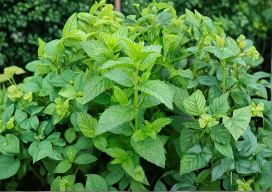 Spearmint Seeds, Heirloom Non-GMO, Aromatic Culinary Herb, Mentha spicata, Perennial Herb Seeds for Garden, Containers, and Fresh Use