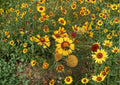 Yellow Gaillardia Seeds, Perennial Wildflower, Drought-Tolerant, Pollinator-Friendly, Gaillardia aristata, Heirloom Non-GMO