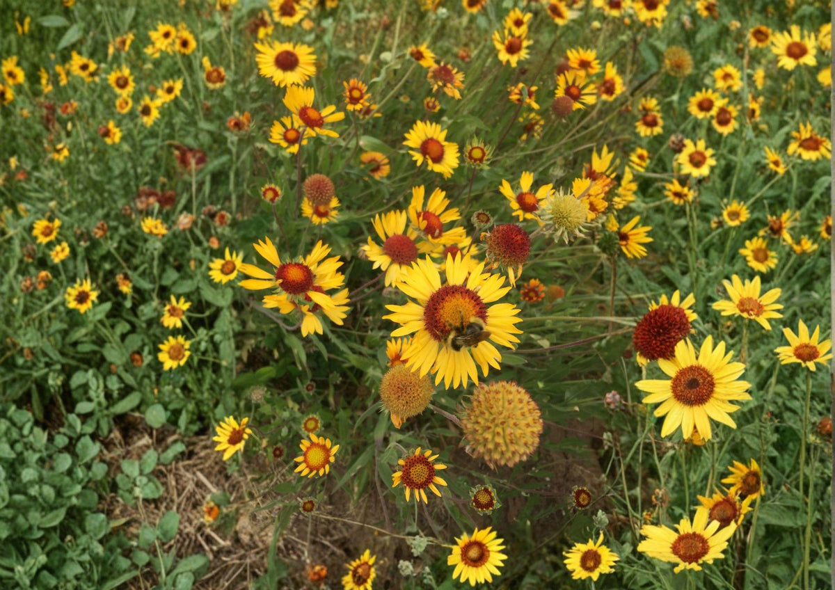 Yellow Gaillardia Seeds, Perennial Wildflower, Drought-Tolerant, Pollinator-Friendly, Gaillardia aristata, Heirloom Non-GMO