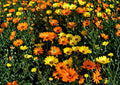 African Daisy Seeds, 50 Pack, Bright Colorful Blooms, Dimorphotheca Sinuata, Heirloom Non-GMO Annual Flower Seeds