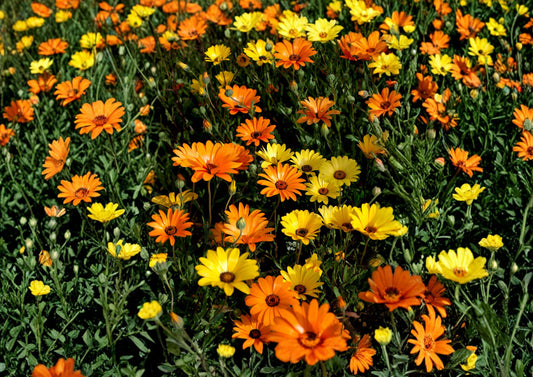 African Daisy Seeds, 50 Pack, Bright Colorful Blooms, Dimorphotheca Sinuata, Heirloom Non-GMO Annual Flower Seeds