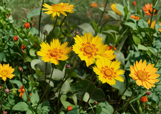 Picta Tickseed Seeds, Coreopsis Nuecensis, Wildflower Perennial, Yellow Red Blooms, Pollinator Garden Seeds, Non-GMO, Heirloom