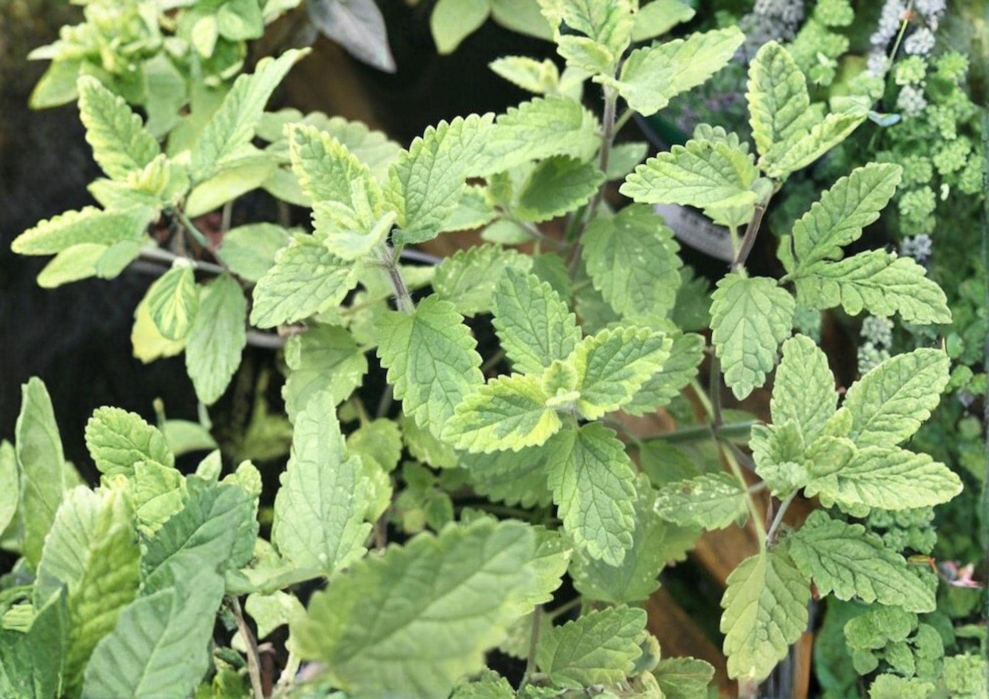 Catnip Seeds, Heirloom Non-GMO, Perennial Herb, Nepeta cataria, Pet-Friendly Garden Plant, Medicinal and Pollinator Attracting Seeds