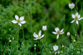 Tall Thimbleweed Seeds – Anemone virginiana, Native Perennial with White Flowers & Seed Heads, Prairie & Woodland Garden Plant