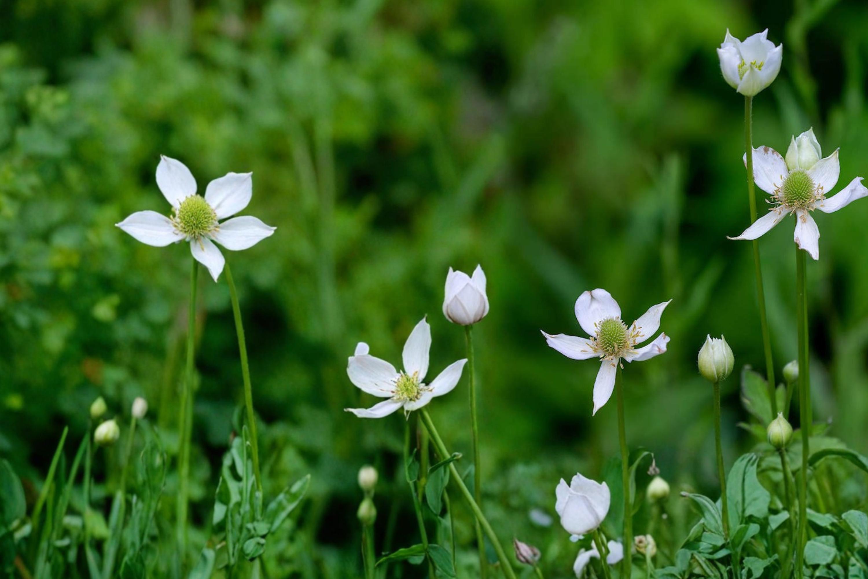 Tall Thimbleweed Seeds – Anemone virginiana, Native Perennial with White Flowers & Seed Heads, Prairie & Woodland Garden Plant