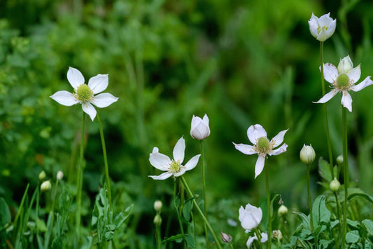 Tall Thimbleweed Seeds – Anemone virginiana, Native Perennial with White Flowers & Seed Heads, Prairie & Woodland Garden Plant