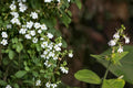 Indian Tobacco Seeds – Lobelia inflata Herbaceous Annual with Pale Blue to Violet Flowers and Inflated Seed Pods