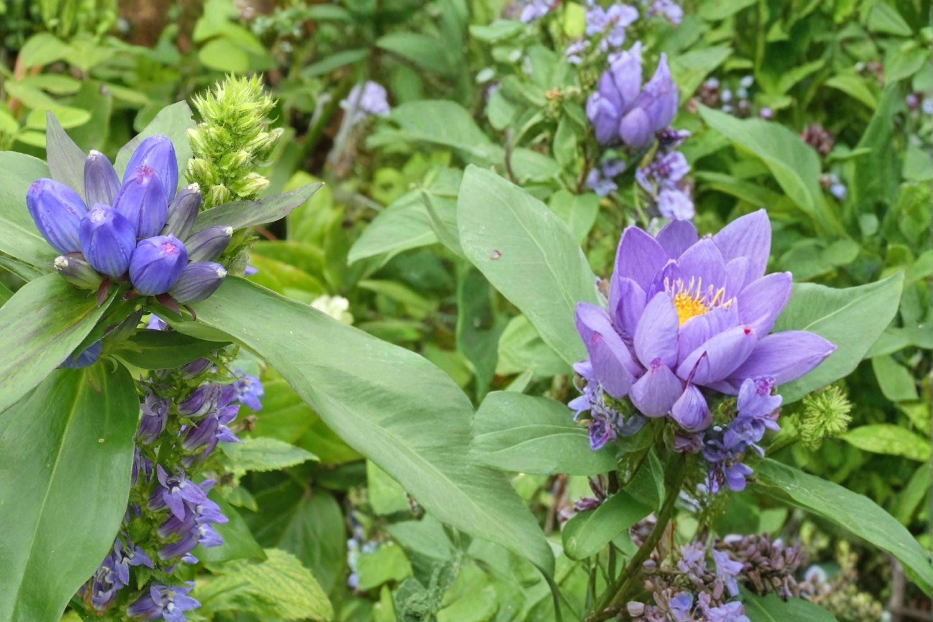 Great Blue Lobelia Seeds – Lobelia siphilitica, Native Perennial with Bright Blue Flowers for Wetlands & Borders