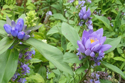 Great Blue Lobelia Seeds – Lobelia siphilitica, Native Perennial with Bright Blue Flowers for Wetlands & Borders