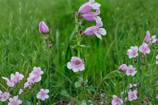 Showy Beardtongue Seeds – Penstemon cobaea Perennial Wildflower Pink Lavender Tubular Flowers