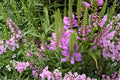 Obedient Plant Seeds – Physostegia virginiana Pink to Lavender Perennial for Borders, Meadows, Garden