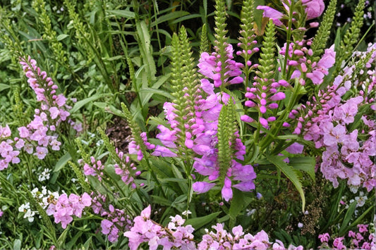 Obedient Plant Seeds – Physostegia virginiana Pink to Lavender Perennial for Borders, Meadows, Garden