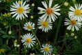 Panicled Aster Seeds 100 Pack | Symphyotrichum lanceolatum | White Wildflower Perennial for Meadows & Woodland Edges