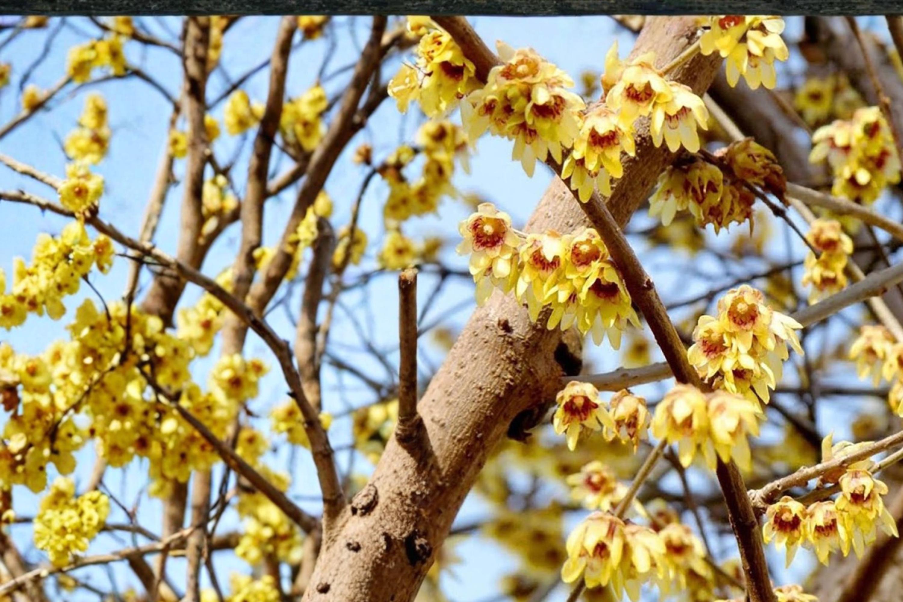 Fragrant Wintersweet Seeds – Chimonanthus praecox – Yellow Waxy Flowers – Ornamental Shrub for Borders & Garden