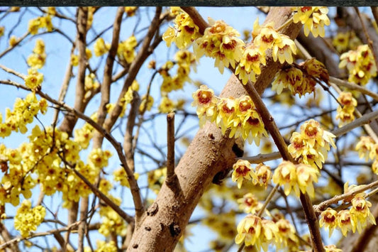 Fragrant Wintersweet Seeds – Chimonanthus praecox – Yellow Waxy Flowers – Ornamental Shrub for Borders & Garden