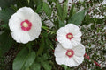 False Confederate Mallow Seeds – Hibiscus paramutabilis – Deciduous Shrub with Pink to White Flowers for Garden Borders and Hedges