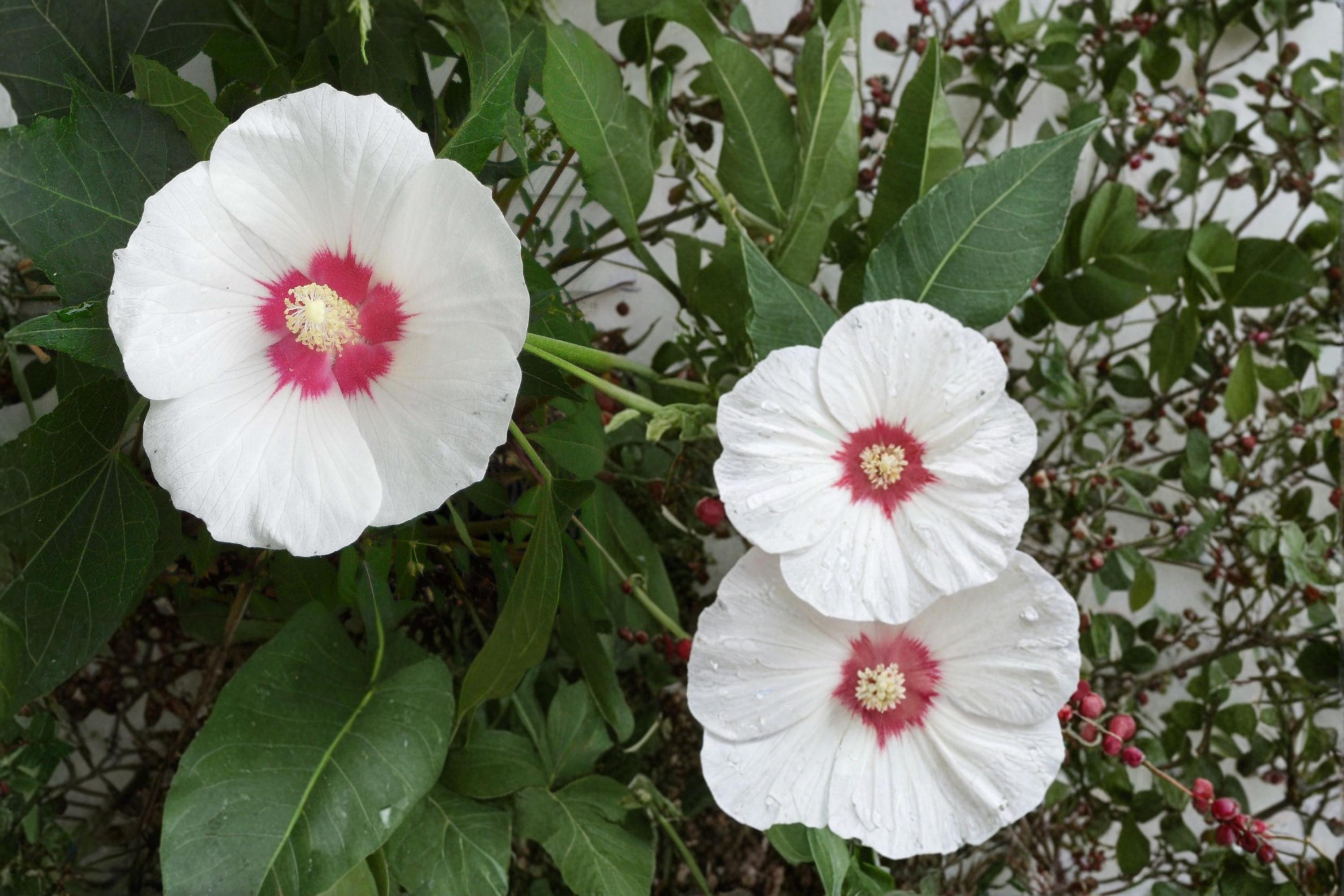 False Confederate Mallow Seeds – Hibiscus paramutabilis – Deciduous Shrub with Pink to White Flowers for Garden Borders and Hedges