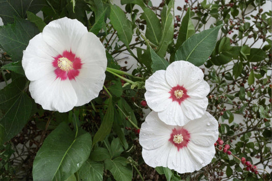 False Confederate Mallow Seeds – Hibiscus paramutabilis – Deciduous Shrub with Pink to White Flowers for Garden Borders and Hedges