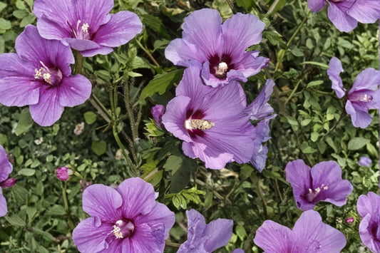 Rose of Sharon Seeds – Hibiscus syriacus Deciduous Shrub with Large Colorful Flowers, Garden, Landscape Plant