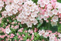 Mountain Laurel Seeds – Kalmia latifolia – Evergreen Shrub with Pale Pink to White Flowers for Shade Gardens