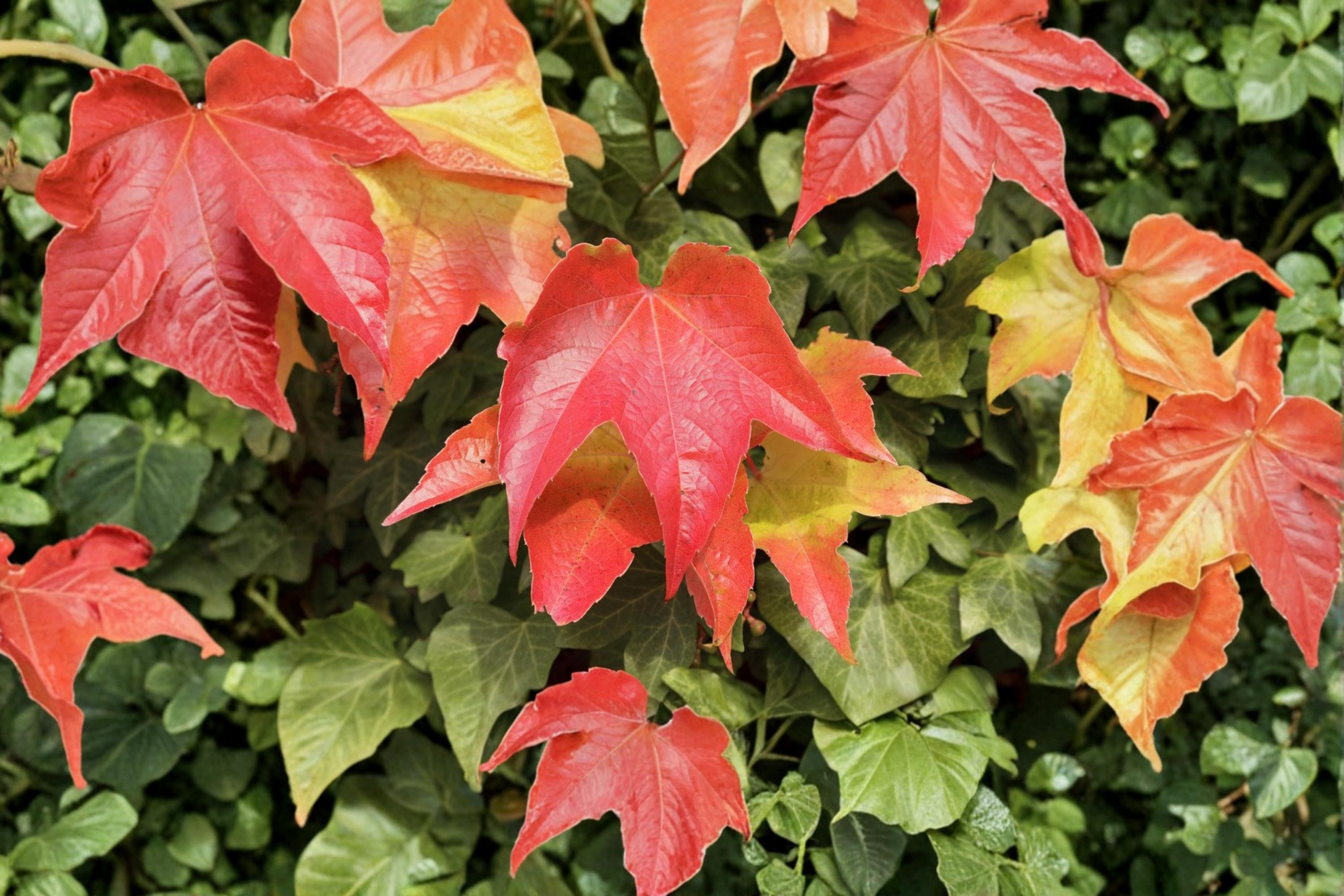 Boston Ivy Seeds – Parthenocissus tricuspidata, Deciduous Climbing Vine for Walls & Trellises, Green Foliage, Garden Plant