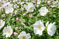 White Rugosa Rose Seeds – Rosa rugosa alba, Fragrant White Flowers, Hardy Deciduous Shrub, Garden, Hedge & Coastal Plant