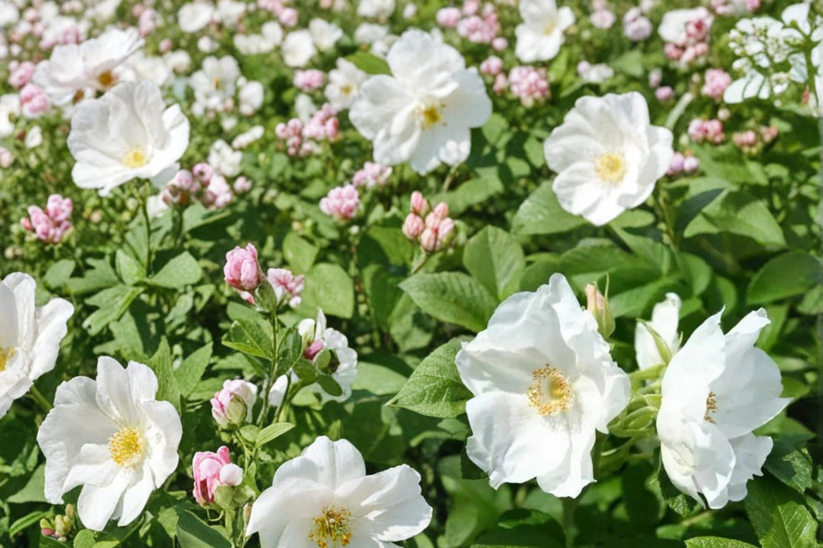 White Rugosa Rose Seeds – Rosa rugosa alba, Fragrant White Flowers, Hardy Deciduous Shrub, Garden, Hedge & Coastal Plant