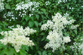 Japanese Tree Lilac Seeds – Syringa reticulata, Deciduous Flowering Tree with Creamy White Clusters