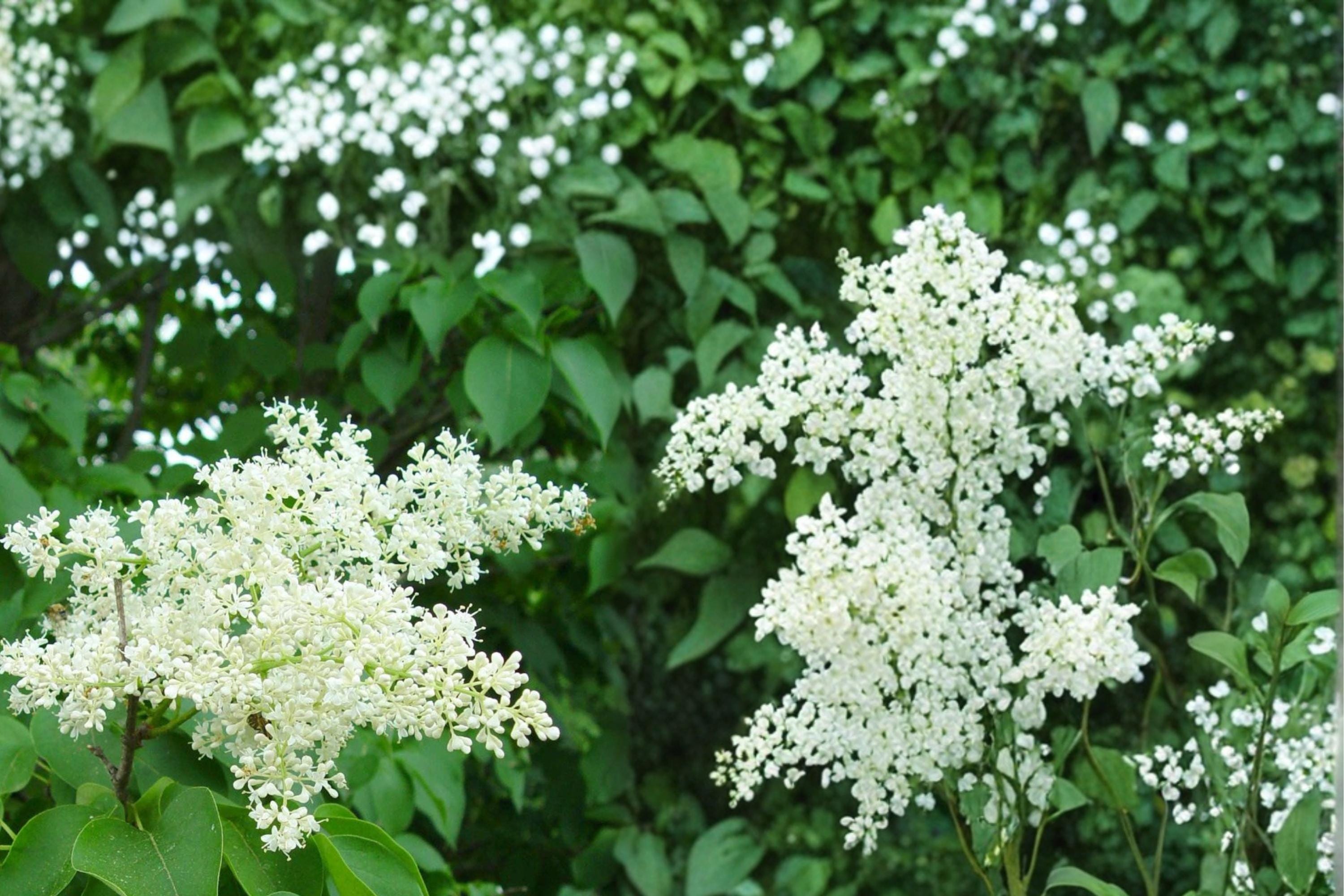 Japanese Tree Lilac Seeds – Syringa reticulata, Deciduous Flowering Tree with Creamy White Clusters