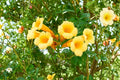 Yellow Trumpet Vine Seeds – Campsis radicans 'Flava' Woody Perennial Climbing Vine for Garden, Trellises & Fences