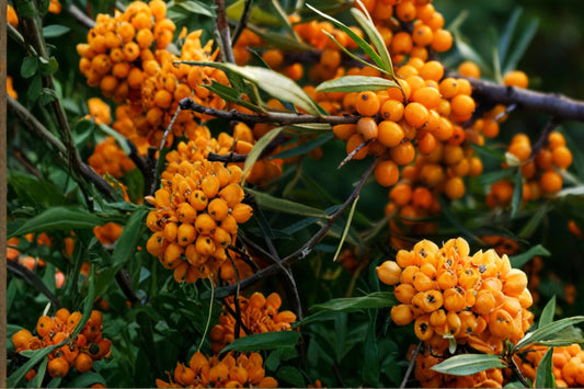 Sea Buckthorn Seeds, Hippophae rhamnoides, Deciduous Shrub with Bright Orange Berries, Hardy Coastal Plant, 20 Seeds