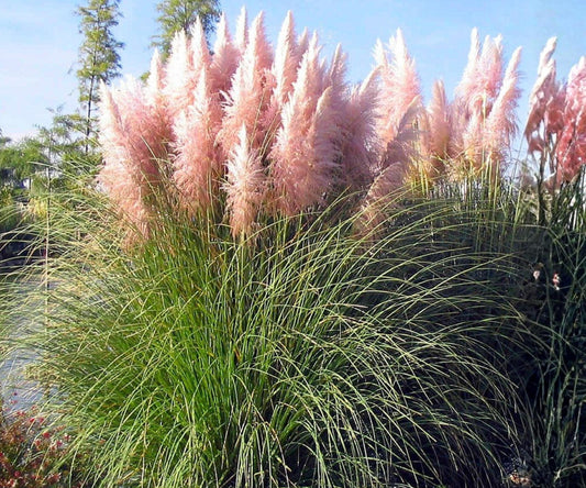 Pink Pampas Grass Live Plugs – Ornamental Perennial Grass with Pink Feathery Plumes – Cortaderia Selloana for Landscaping & Borders