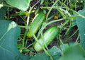 Boston Pickling Cucumber Seeds, Non-GMO Heirloom, Fresh Vegetable Seeds for Pickling and Salads, Cucumis sativus