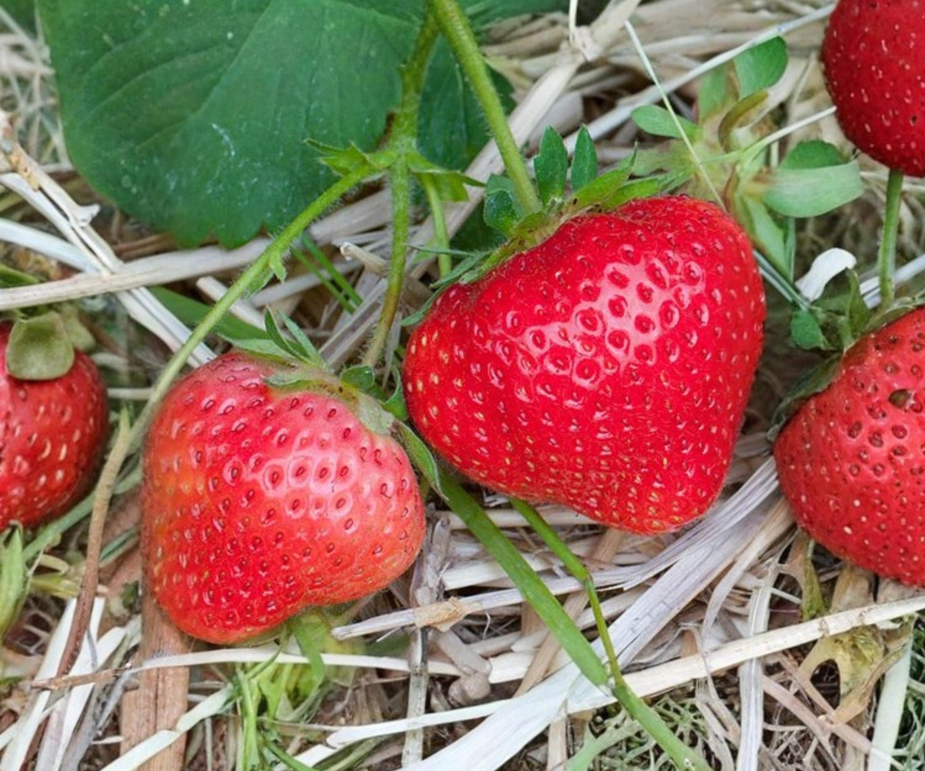 AC Wendy Strawberry Bare Root Plants – June Bearing Fragaria x ananassa for Outdoor Garden, Edible Perennial