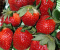 Ft. Laramie Strawberry Everbearer Bare Root Plants – Sweet Juicy Berries, Cold Hardy, Edible Perennial, Spring & Summer Harvest