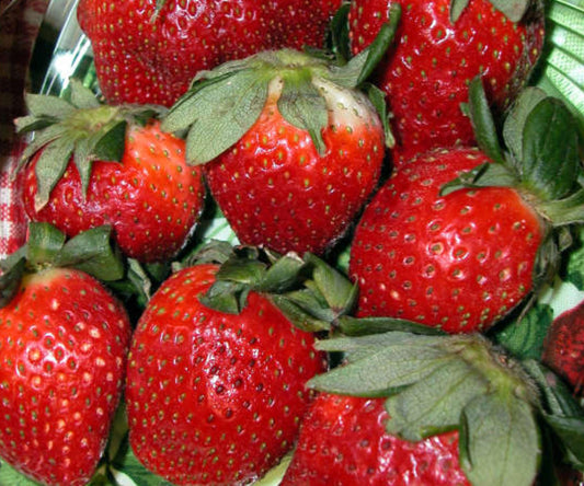 Ft. Laramie Strawberry Everbearer Bare Root Plants – Sweet Juicy Berries, Cold Hardy, Edible Perennial, Spring & Summer Harvest