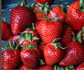 Albion Strawberry Bare Root Plants – Day-Neutral, Large, Sweet Fruit, Perennial, Fast Growing, Edible Garden, USDA Zones 4-8