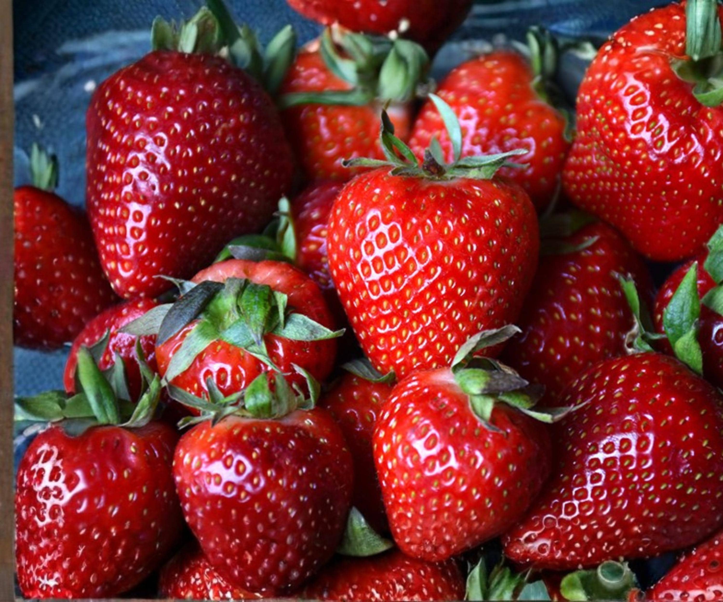 Albion Strawberry Bare Root Plants – Day-Neutral, Large, Sweet Fruit, Perennial, Fast Growing, Edible Garden, USDA Zones 4-8