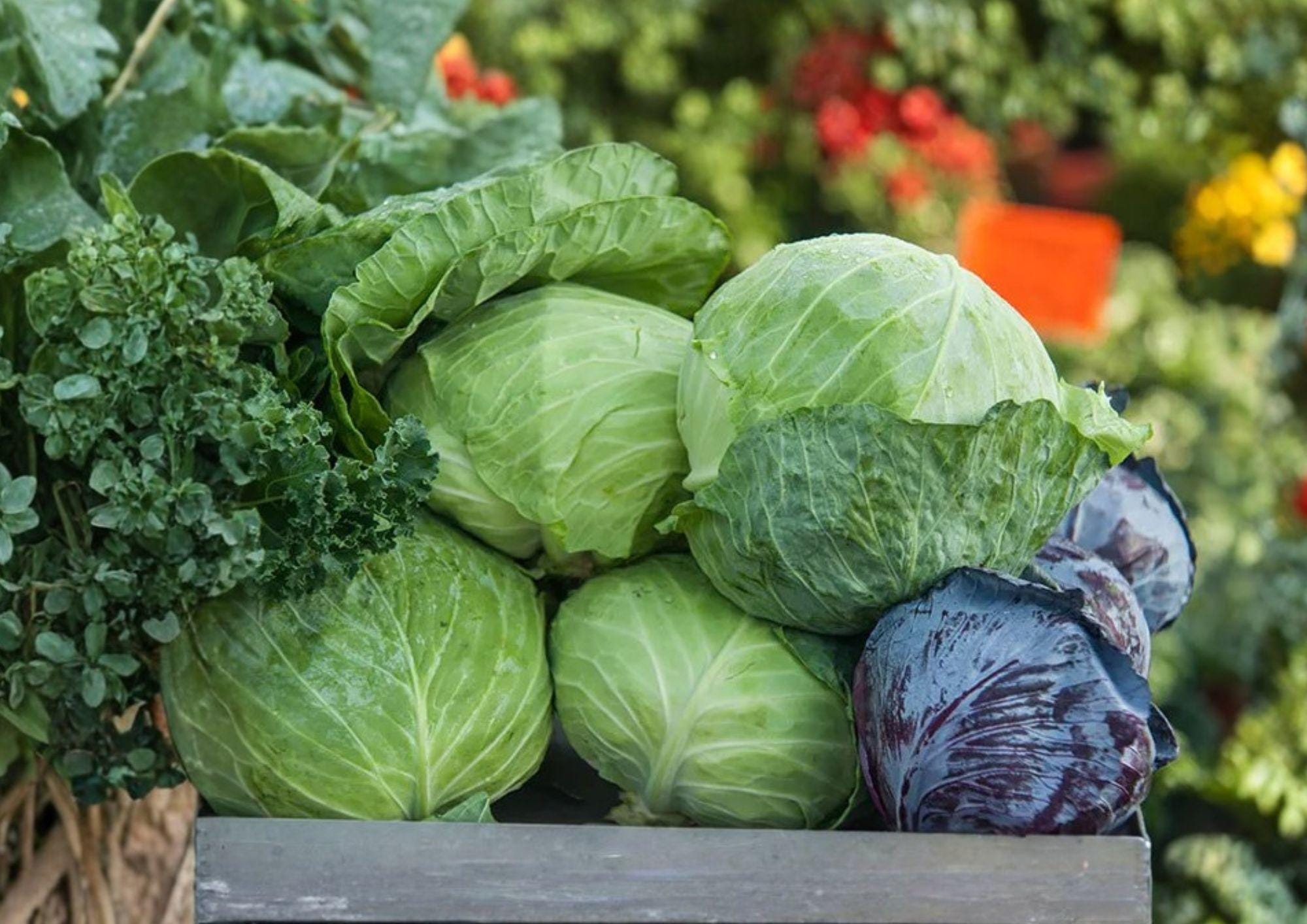 Charleston Wakefield Heirloom Cabbage Seeds – Non-GMO, Early Maturing, Pointed Head, Vegetable Seeds for Garden Planting