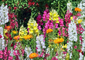 3000+ Snapdragon Tall Mix Seeds, Colorful Antirrhinum for Garden, Border, Cut Flowers, Pollinator Attracting, Full Sun