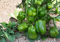 Emerald Giant Bell Pepper Seeds – Organic Heirloom, Large Green to Red, High Yield, Sweet Vegetable Seeds for Garden Planting