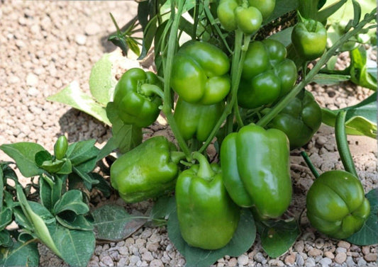 Emerald Giant Bell Pepper Seeds – Organic Heirloom, Large Green to Red, High Yield, Sweet Vegetable Seeds for Garden Planting
