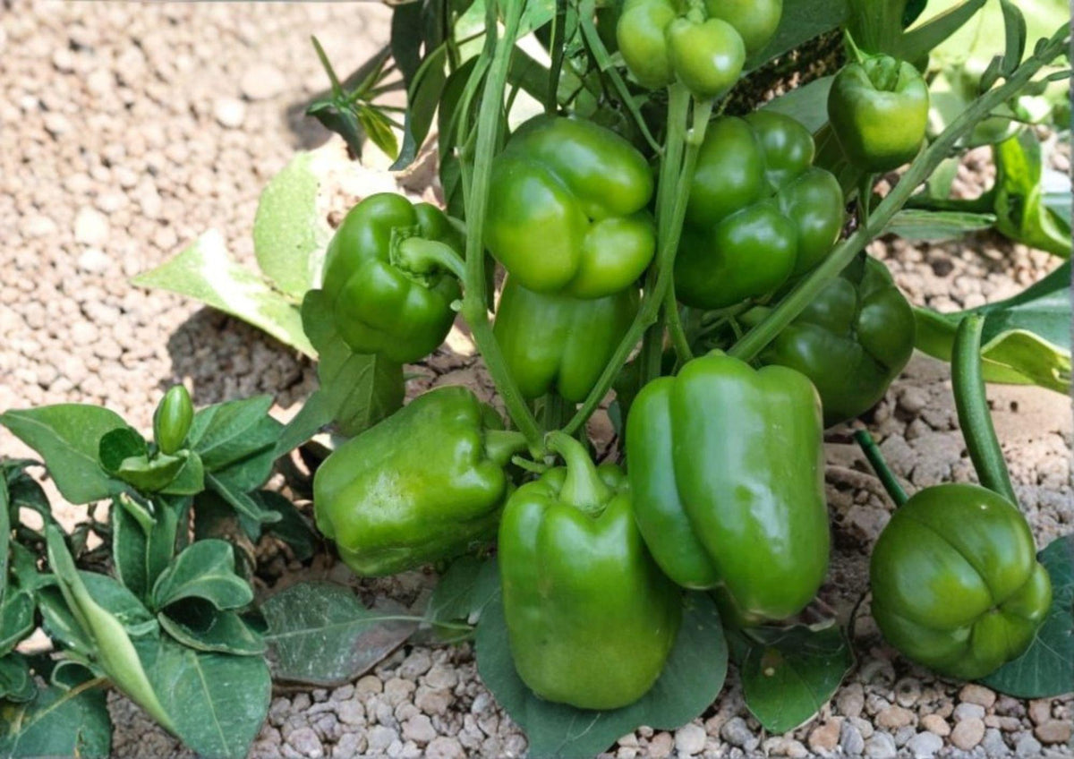 Emerald Giant Bell Pepper Seeds - 30+ Organic Heirloom Seeds for Garden Planting - High Yield Sweet Green to Red Peppers