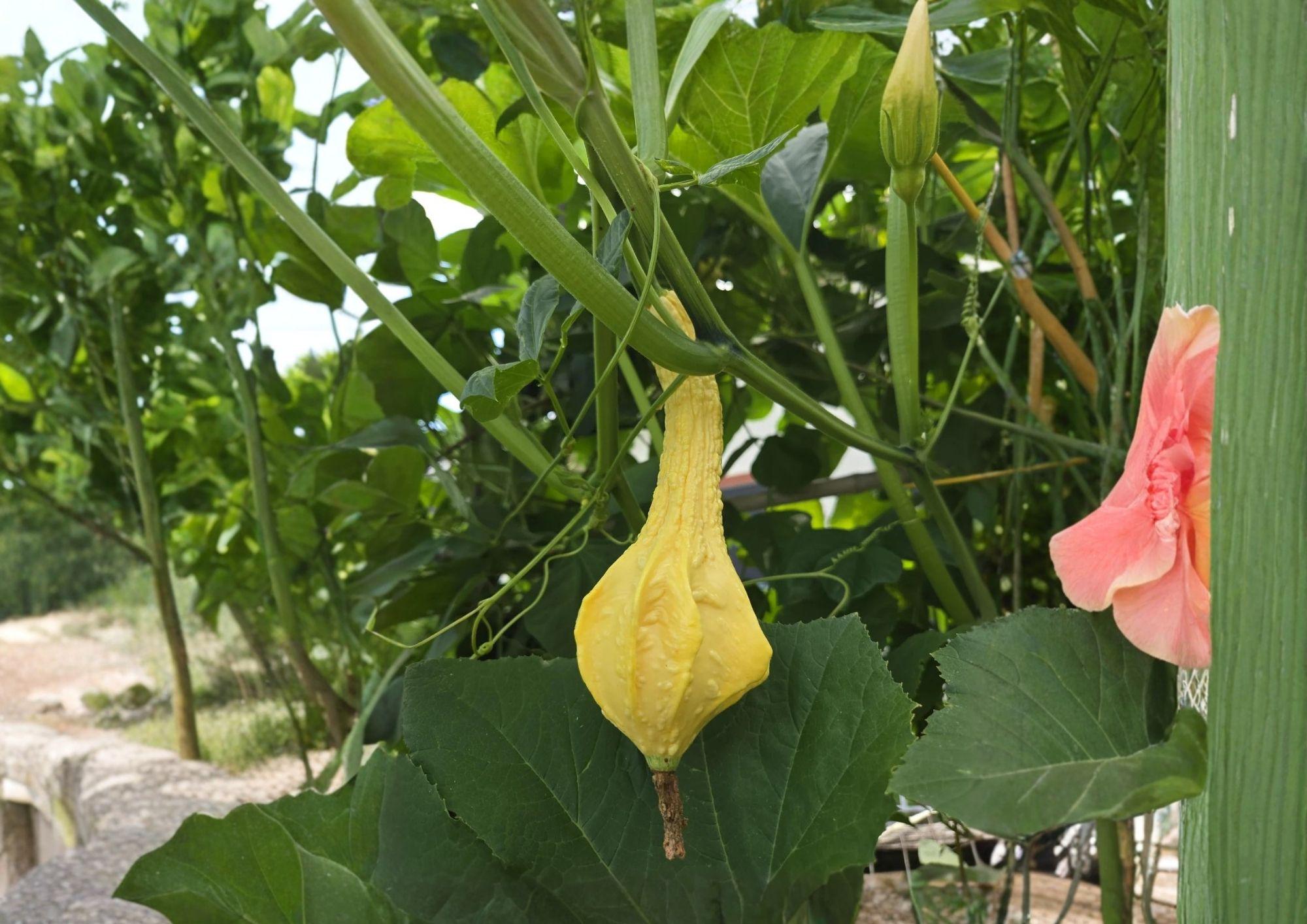 Dinosaur Gourd Seeds, Maranka Squash, Rare Heirloom, Long Club Shape, Ornamental Gourds for Garden Planting