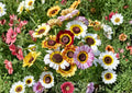 Painted Daisy Mix Seeds | Bright Colorful Large Blooms Garden Seeds | Chrysanthemum Carinatum Flower Seeds