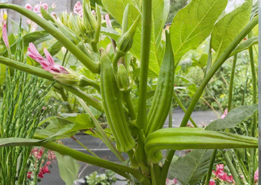 Okra Seeds, Heirloom Non-GMO, Long Tender Pods, High Yield, Garden Planting, Perkins Long Pod, Summer Crop