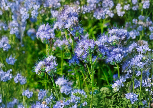 1000+ Lacy Phacelia Seeds, Purple Tansy Wildflower Seeds for Garden, Pollinator-Friendly Cover Crop, Nectar Plant, Soil Improvement
